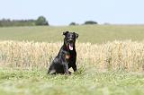 BEAUCERON 447